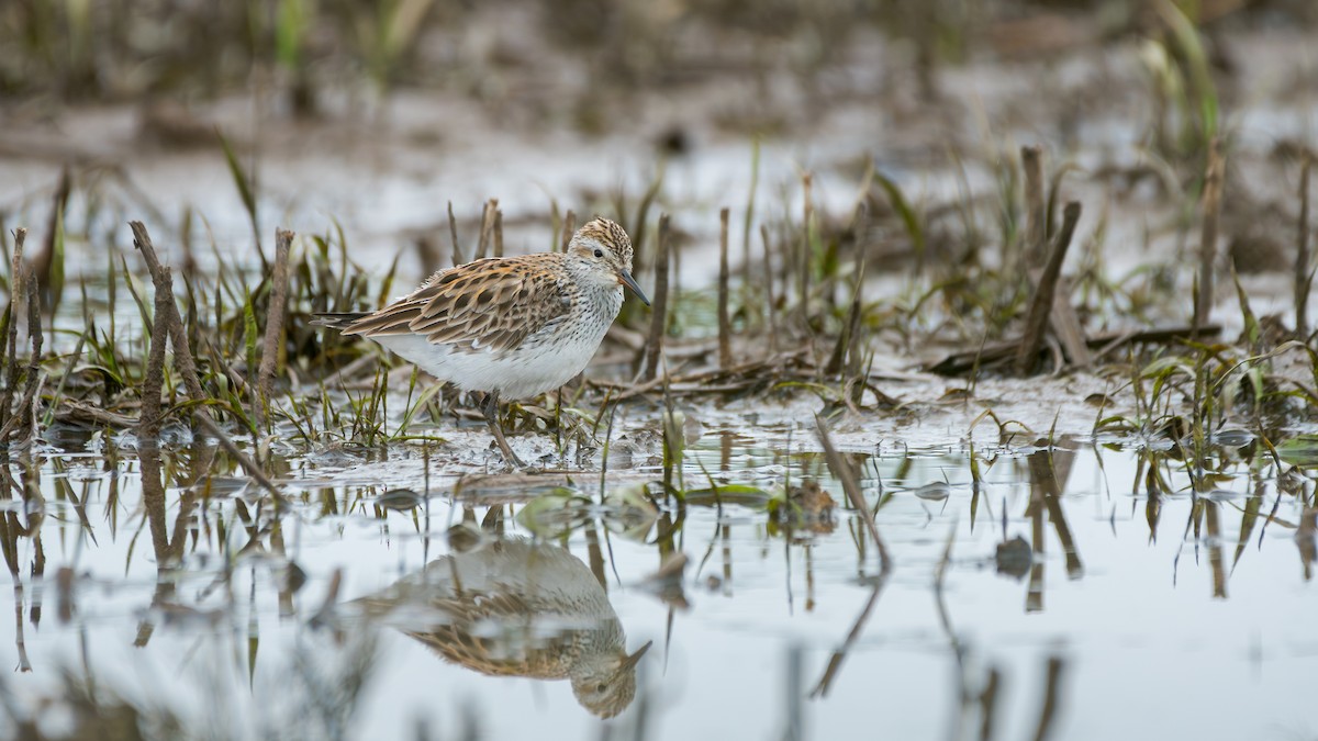 bonapartesnipe - ML645411710