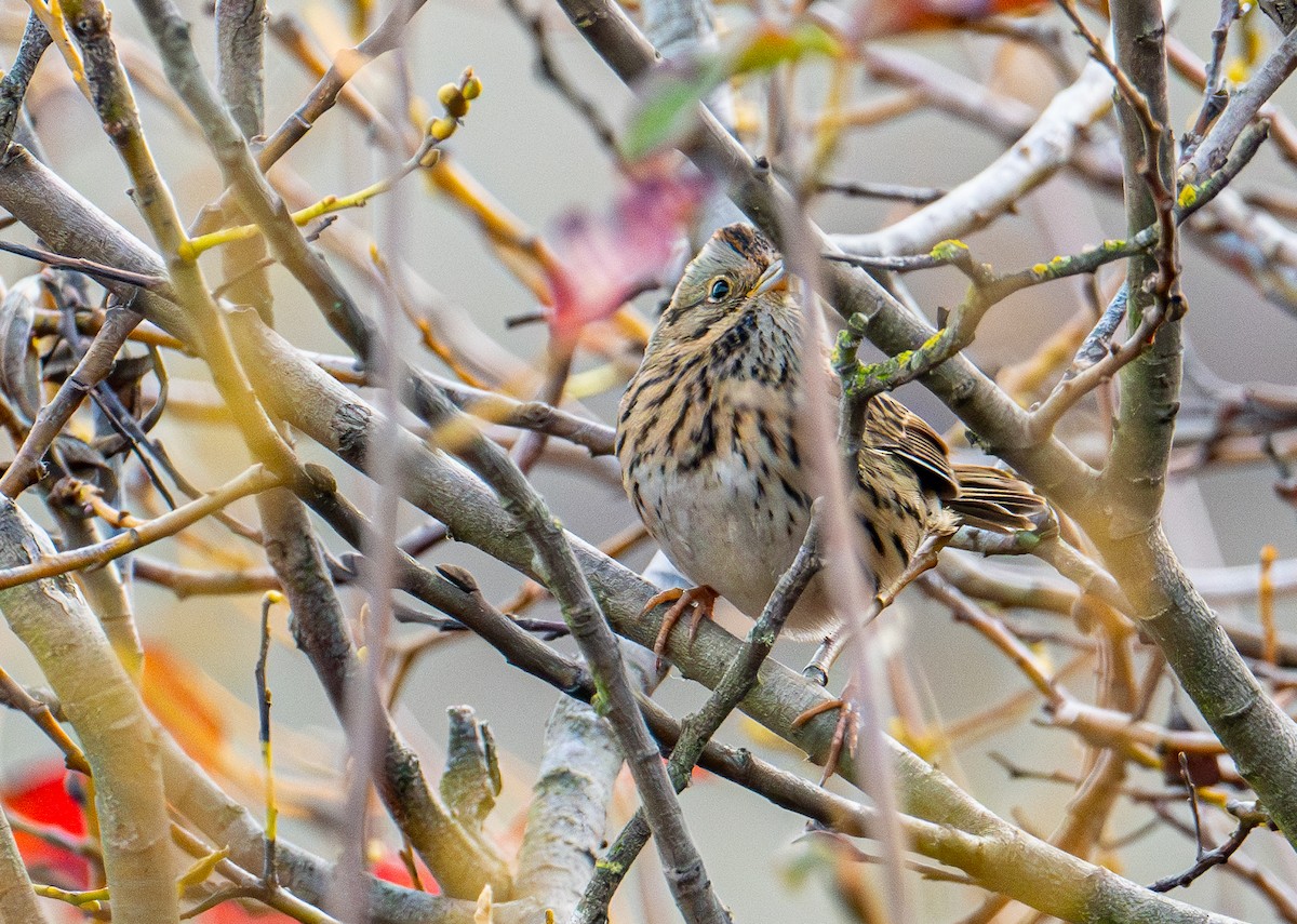 strnadec pruhohlavý - ML645411721