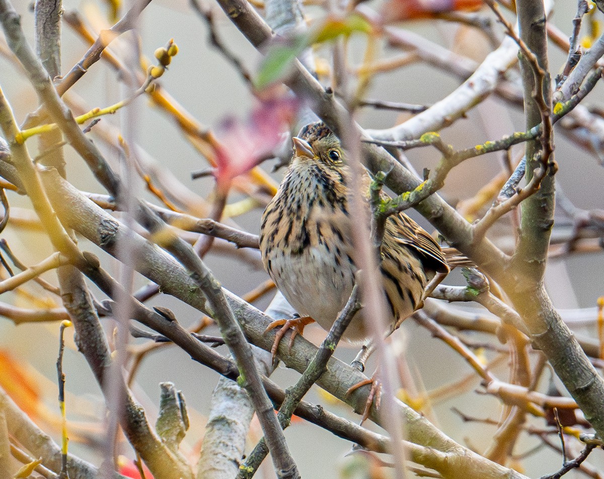 strnadec pruhohlavý - ML645411723