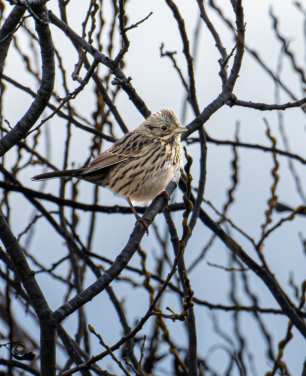 strnadec pruhohlavý - ML645411724