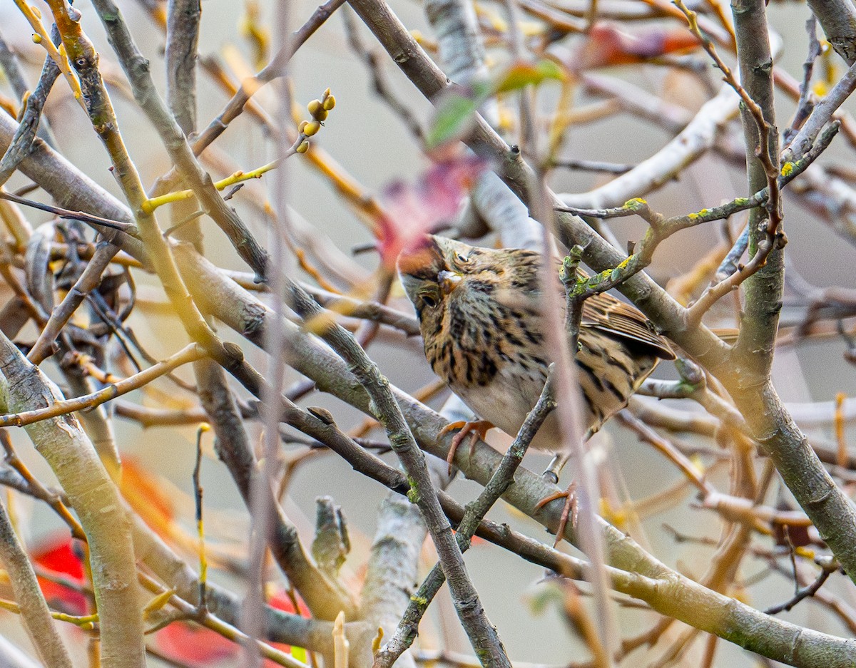 strnadec pruhohlavý - ML645411725