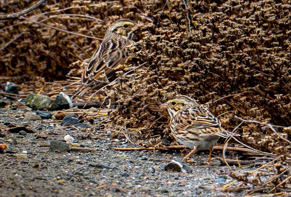 strnadec luční - ML645411728