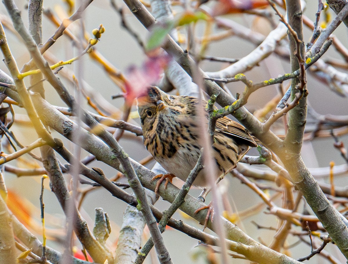 strnadec pruhohlavý - ML645411729