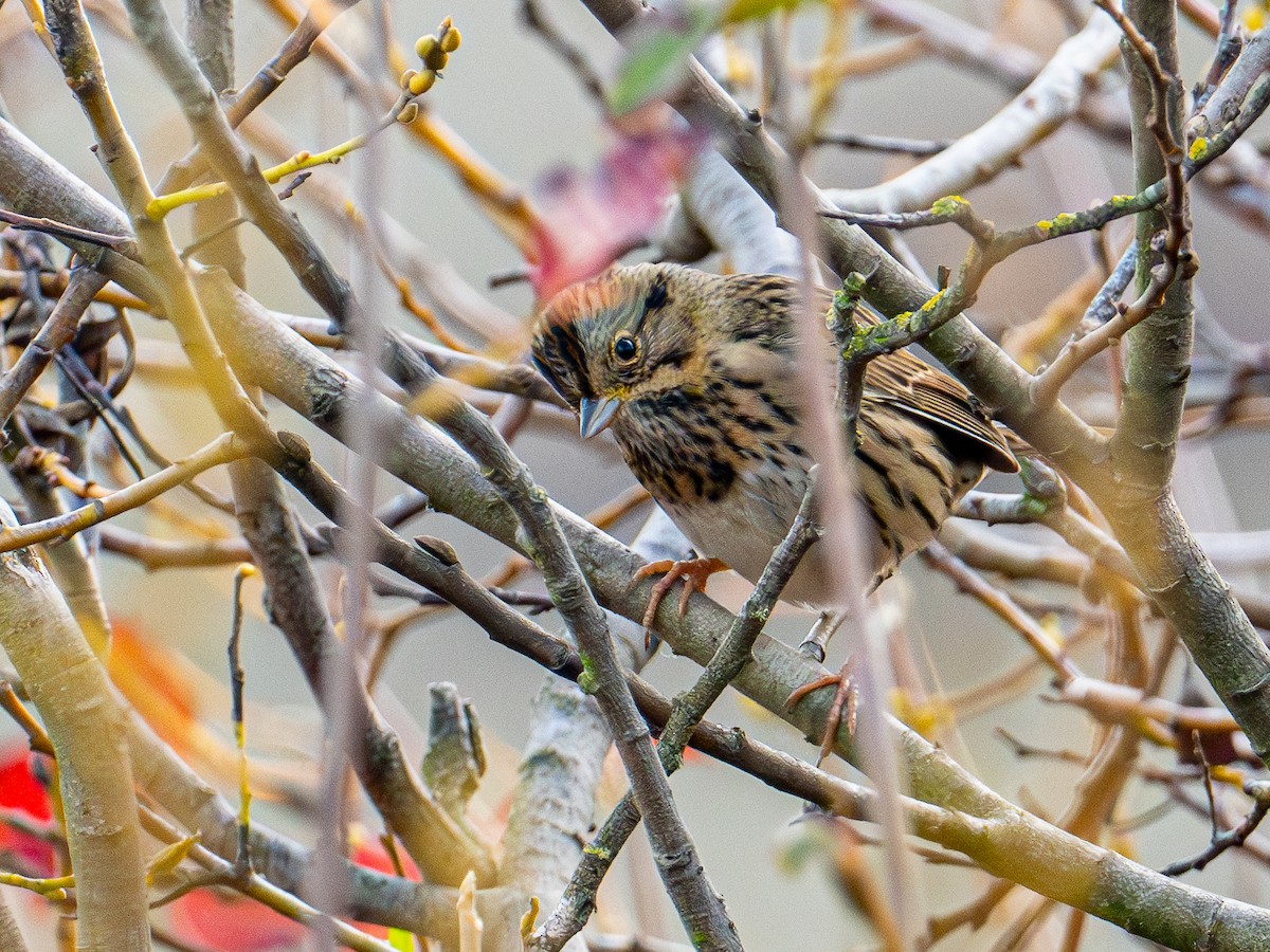 strnadec pruhohlavý - ML645411731