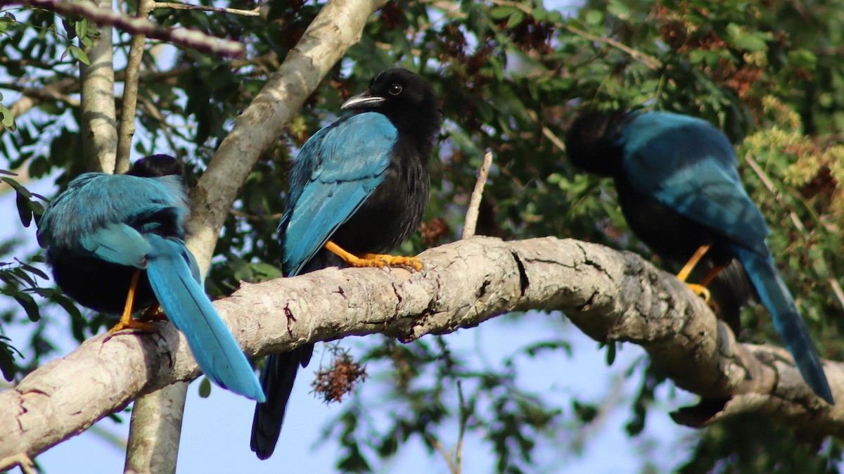 Yukatan Mavi Kargası - ML645411734