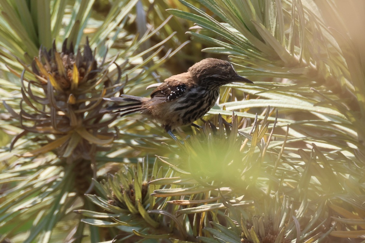 Ржавчатый муравьелов - ML645411736