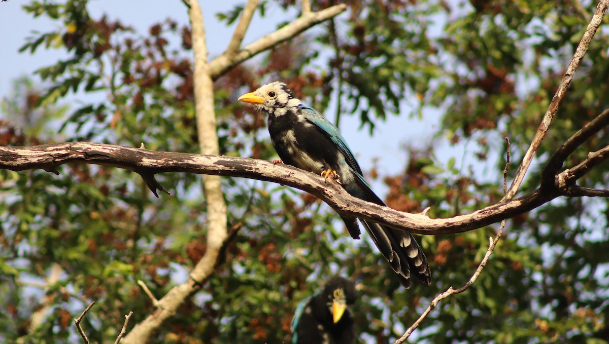 Yukatan Mavi Kargası - ML645411742