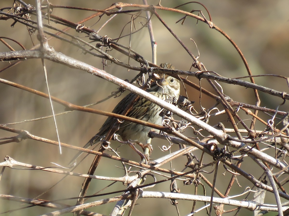 strnadec pruhohlavý - ML645411743