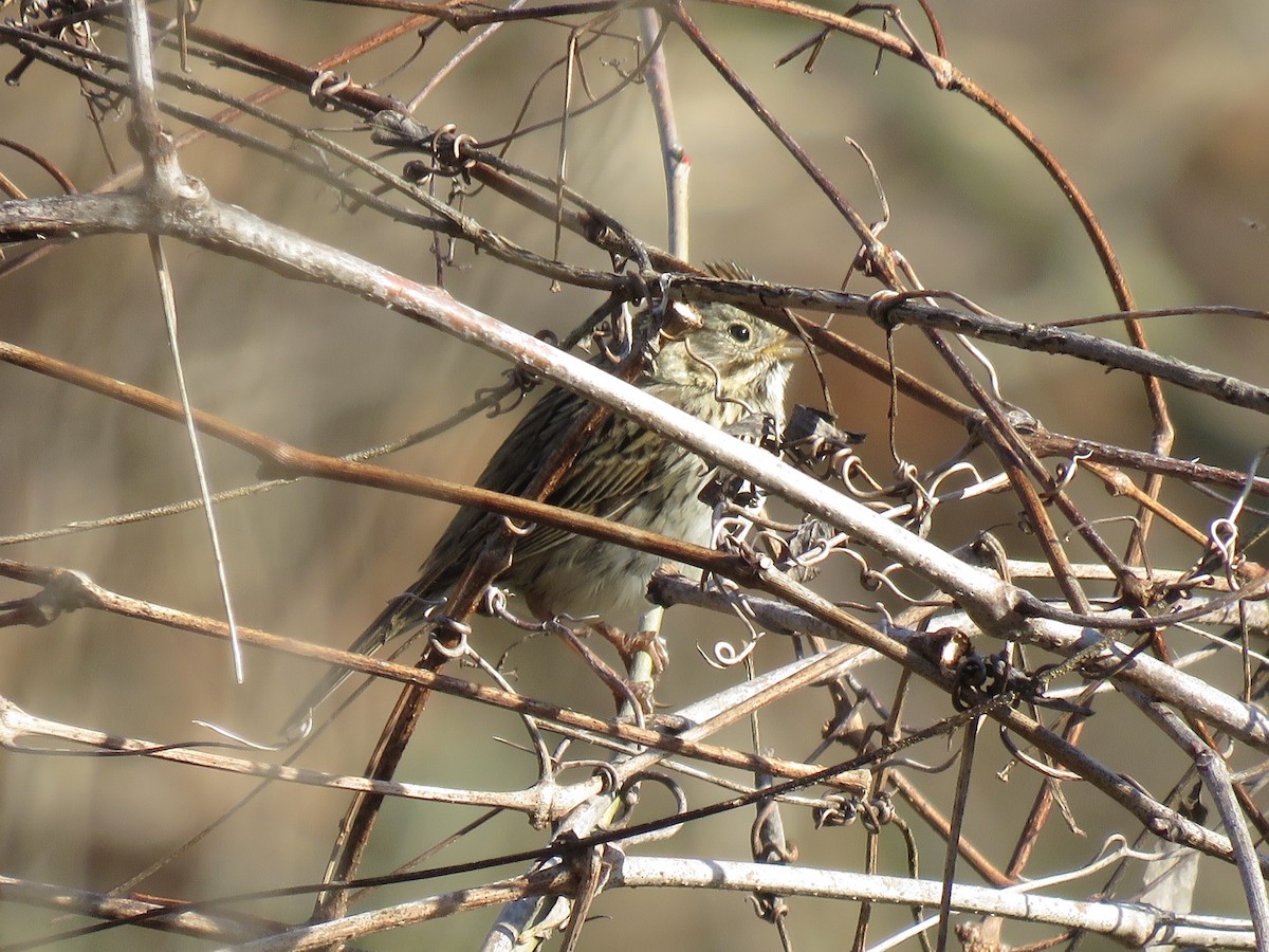 strnadec pruhohlavý - ML645411744