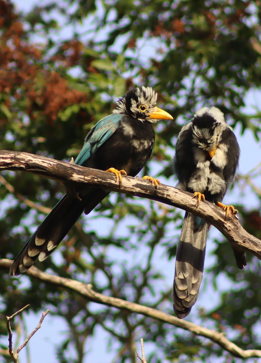 Yukatan Mavi Kargası - ML645411745