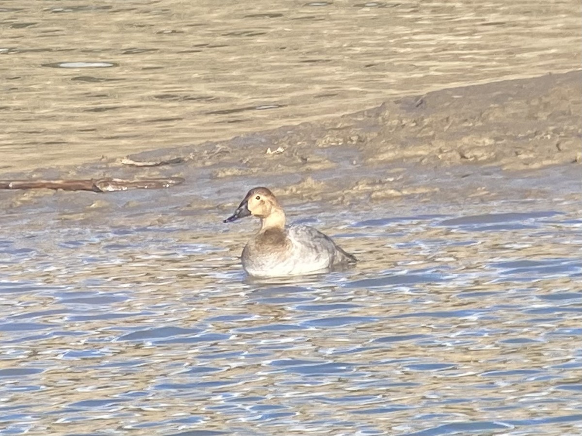 Canvasback - ML645411751