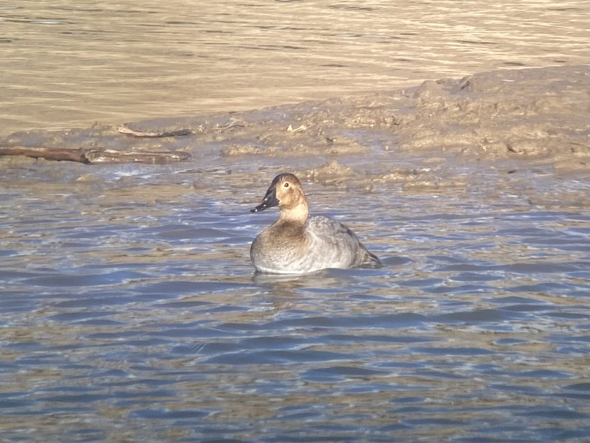Canvasback - ML645411752