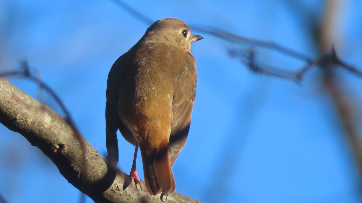 Дрізд-короткодзьоб плямистоволий - ML645411755