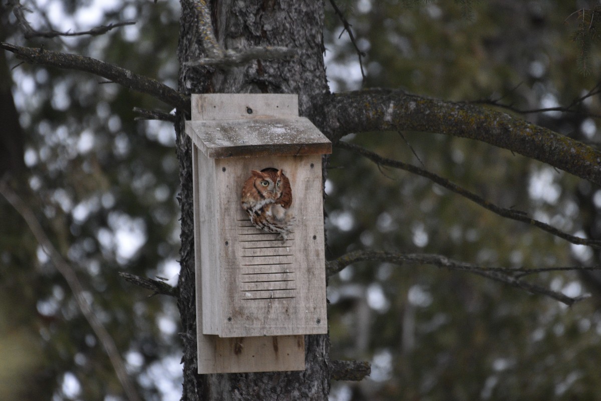 Eastern Screech-Owl - ML645411758