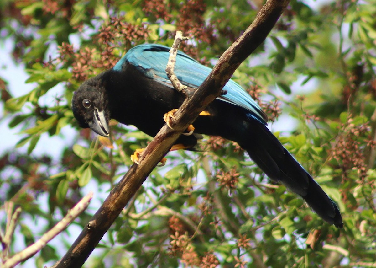 Yukatan Mavi Kargası - ML645411759