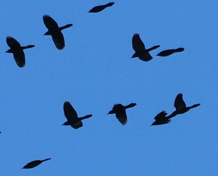 Common Grackle - ML645411763