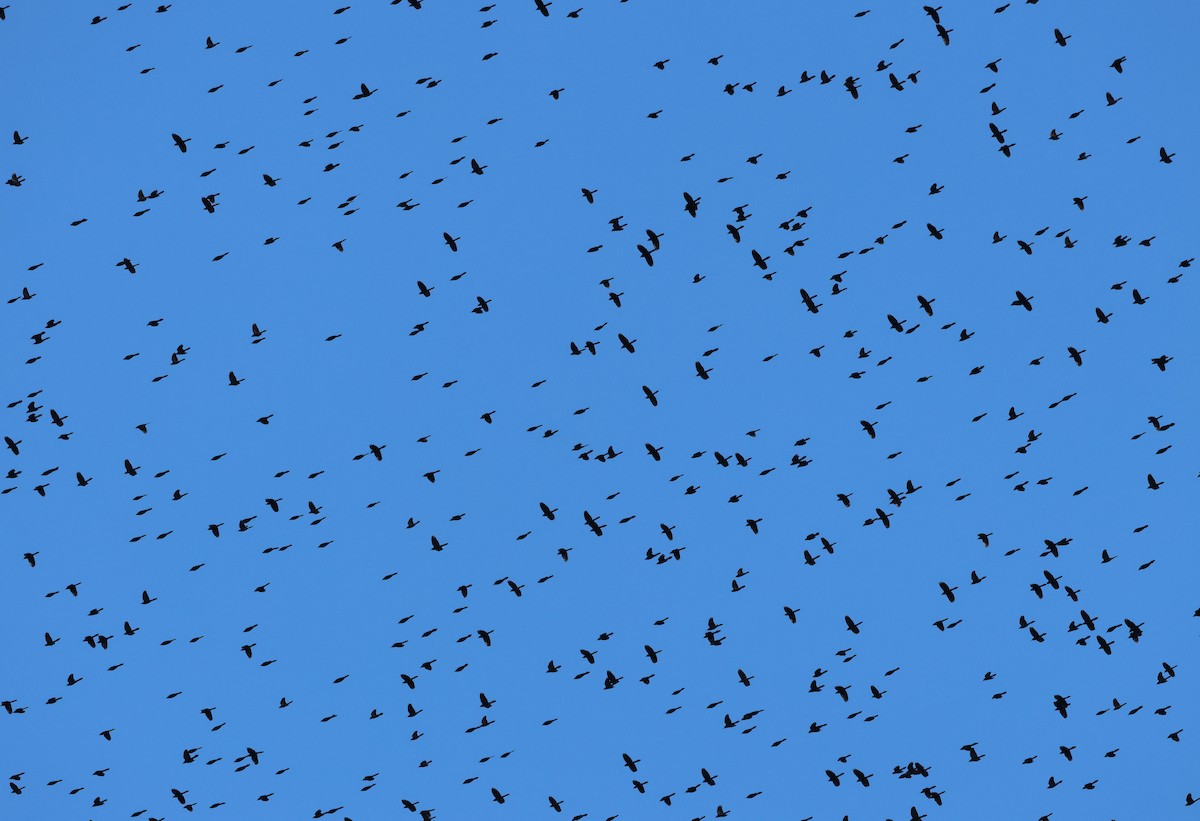 Common Grackle - ML645411764