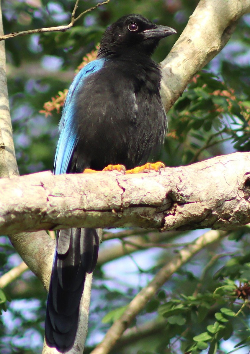 Yukatan Mavi Kargası - ML645411766