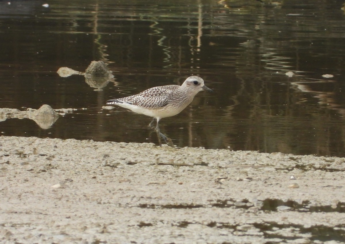 חופזי מנומר - ML645411778