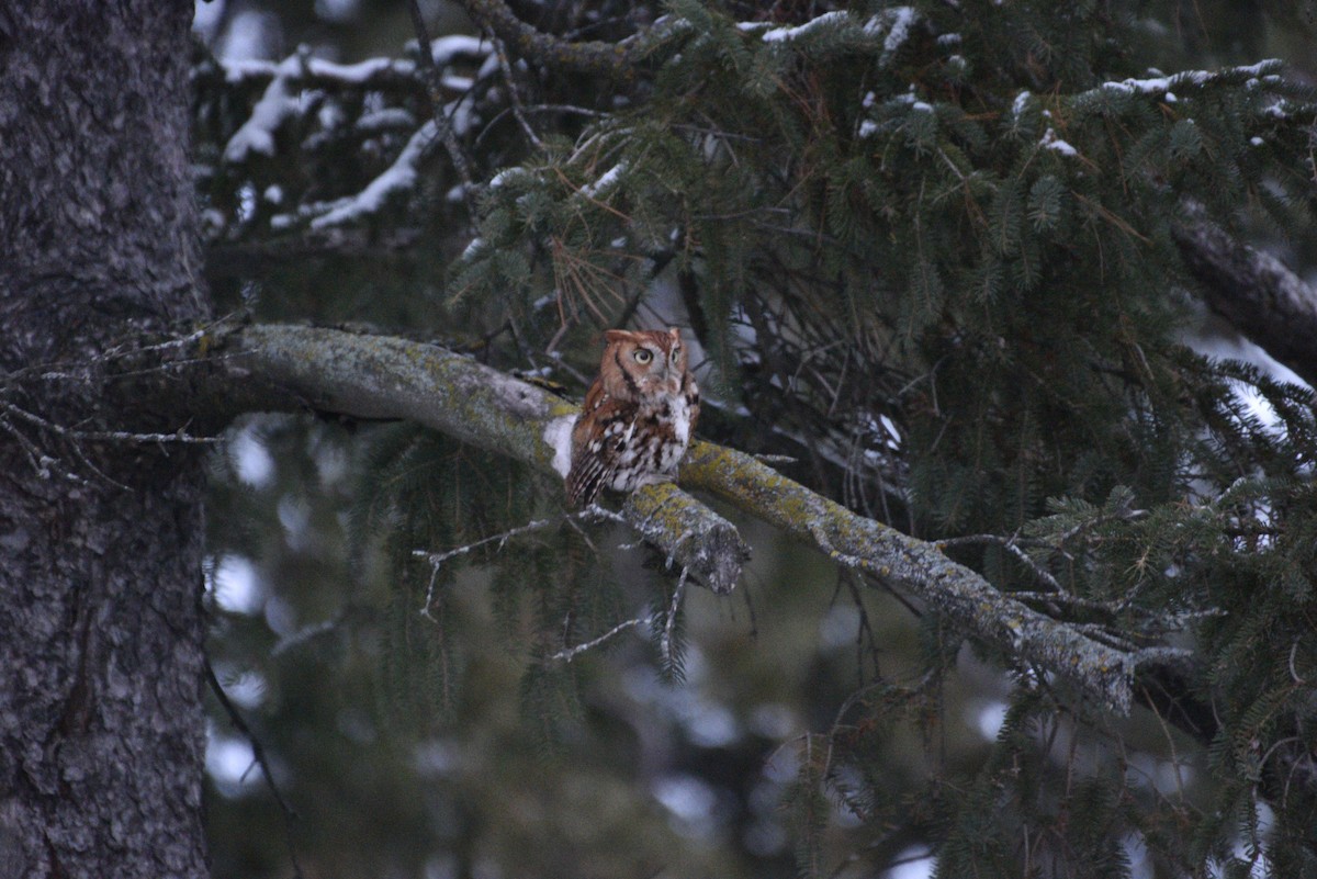 Eastern Screech-Owl - ML645411786