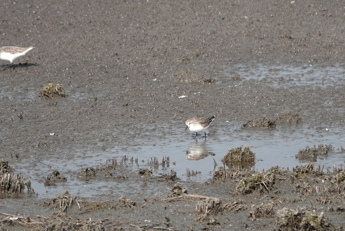 Semipalmated Sandpiper - ML645411787