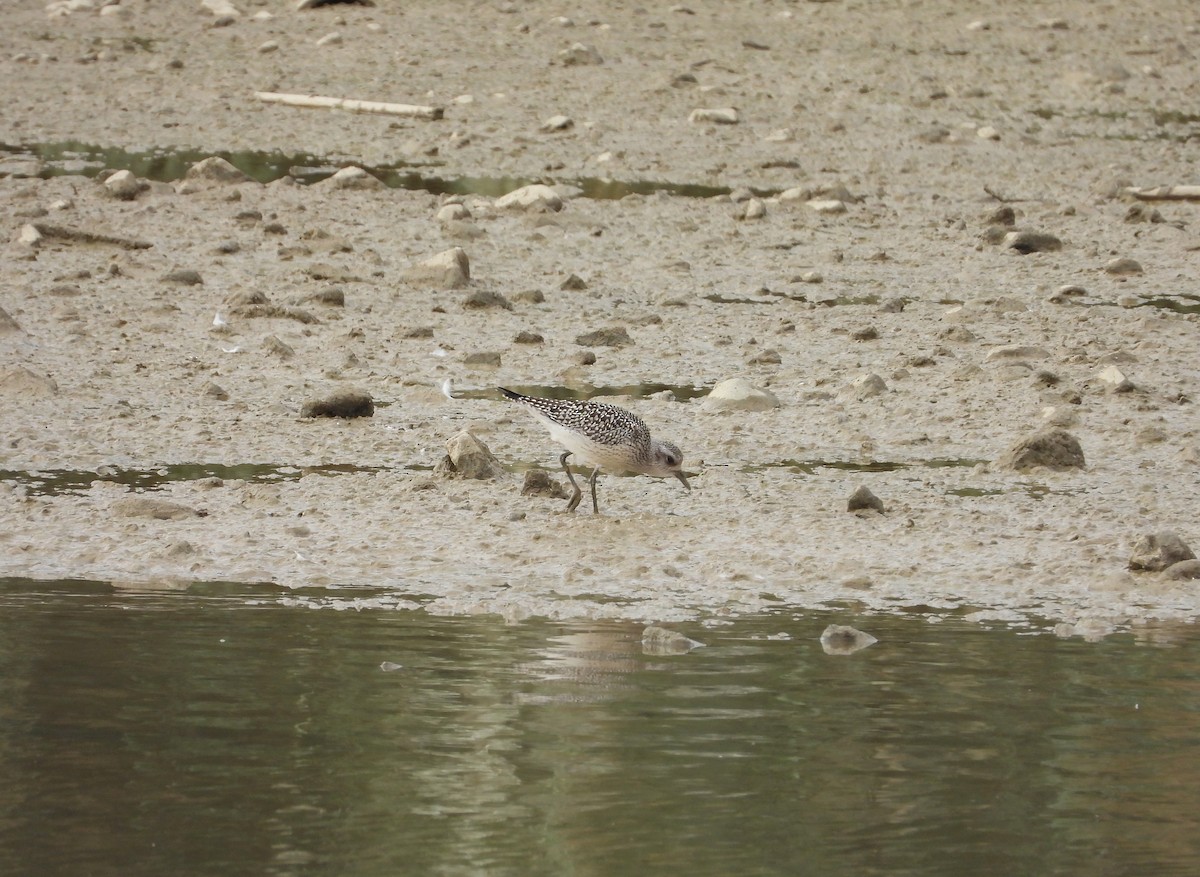 חופזי מנומר - ML645411792
