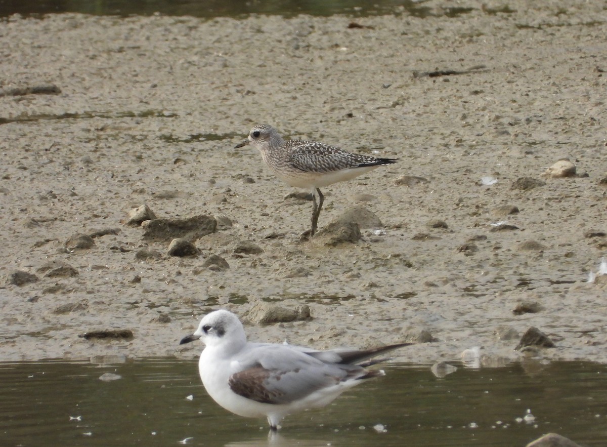 חופזי מנומר - ML645411793