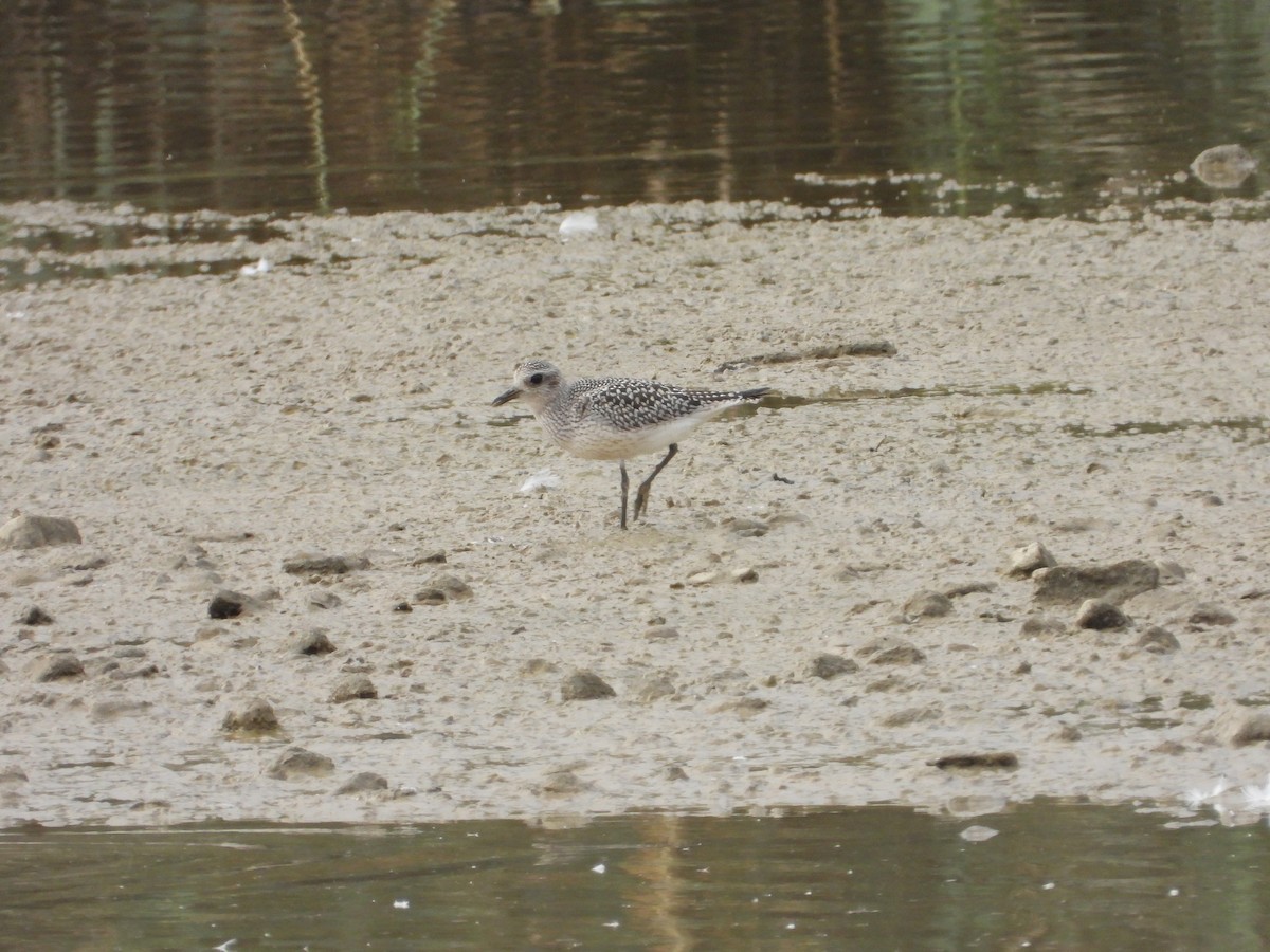 חופזי מנומר - ML645411794