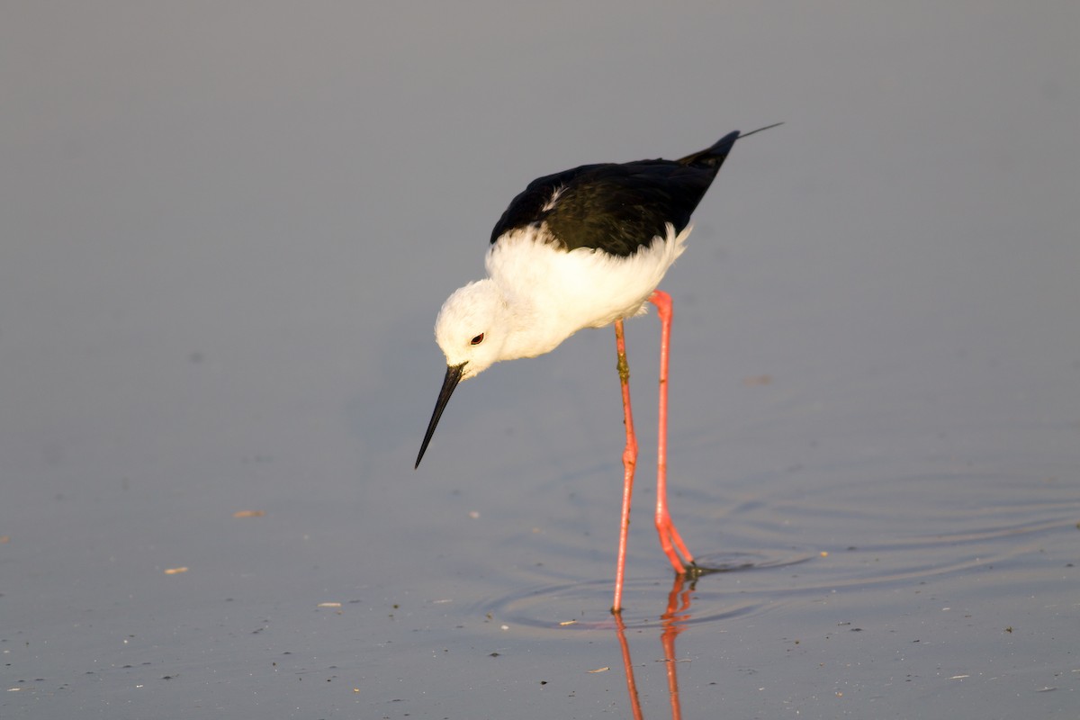 高蹺鴴 - ML645411798