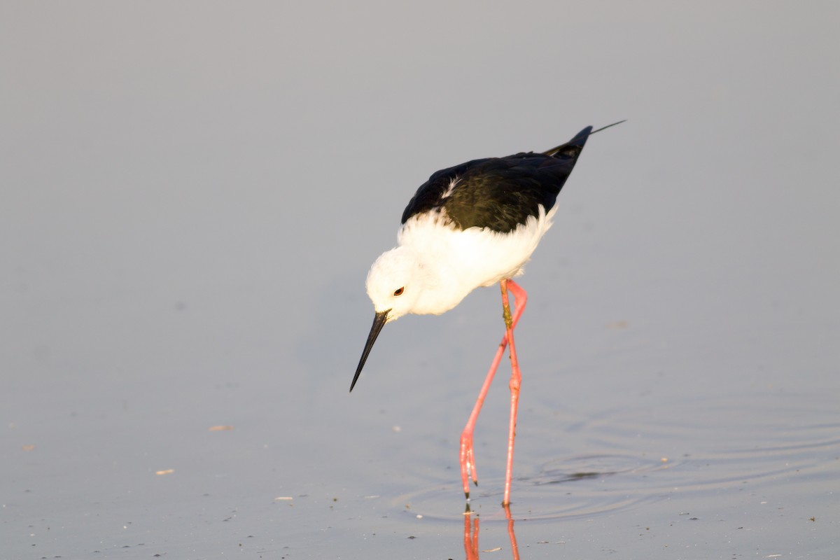 高蹺鴴 - ML645411799