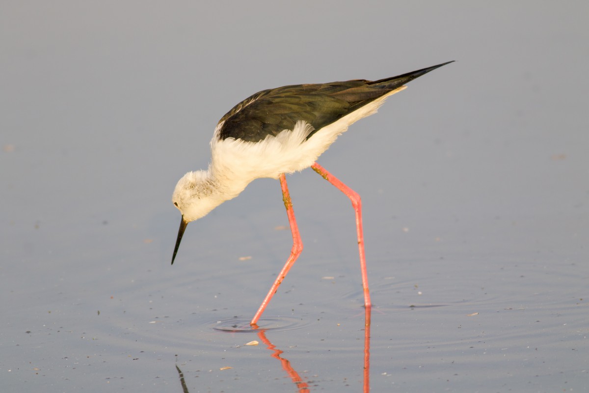 高蹺鴴 - ML645411800