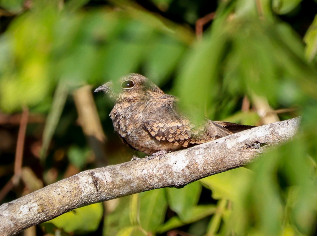 Ladder-tailed Nightjar - ML645411805