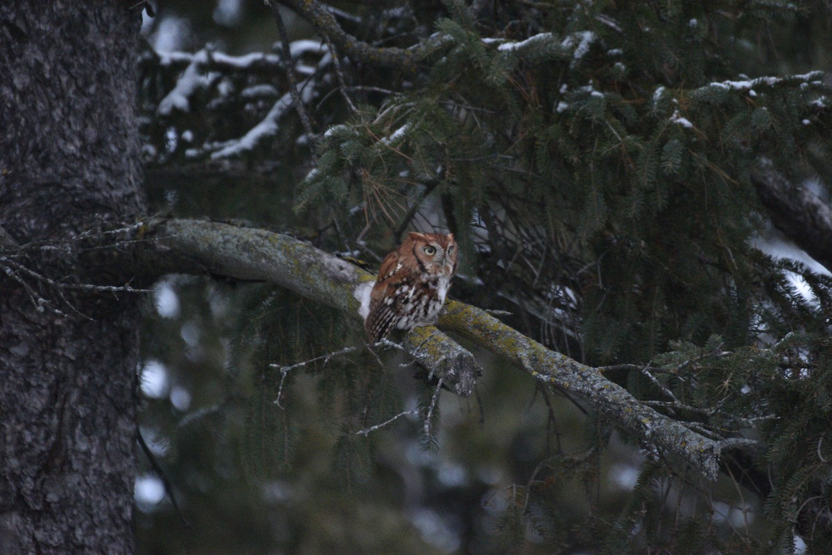 Eastern Screech-Owl - ML645411808