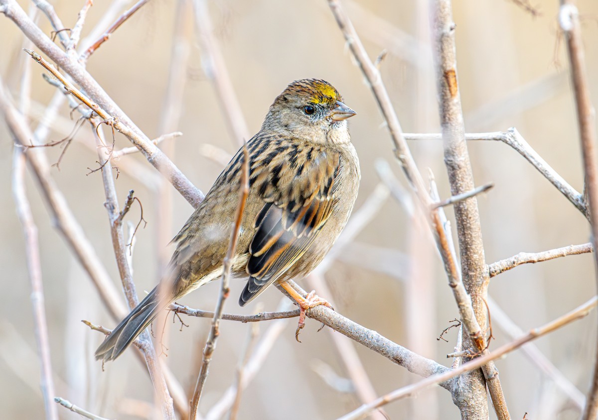 Чернобровая овсянка - ML645411813