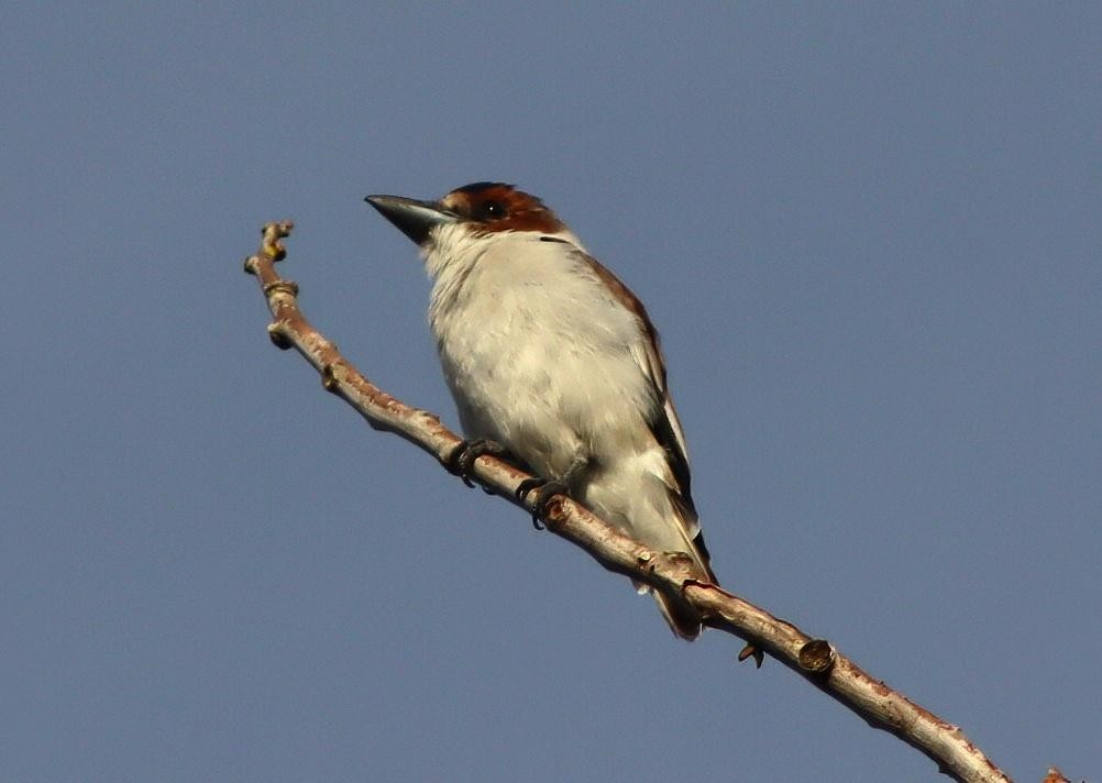 Kara Başlı Titira - ML645411821