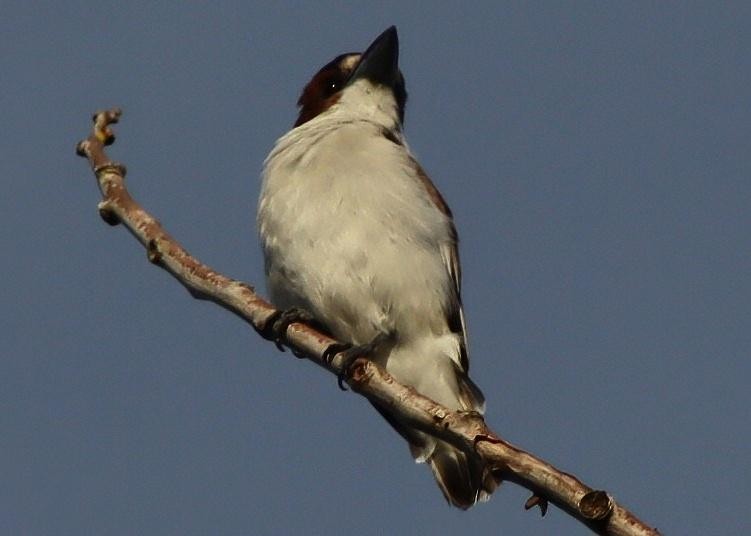 Kara Başlı Titira - ML645411826