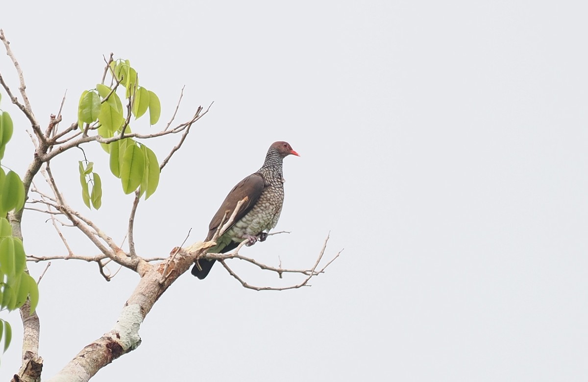 Scaled Pigeon - ML645411835