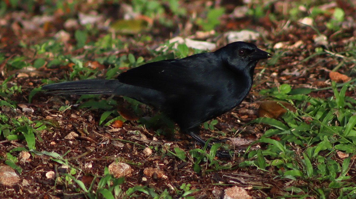 Ötücü Karatavuk - ML645411836