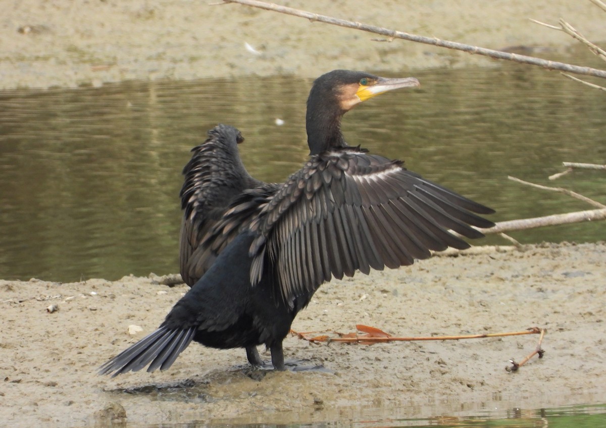 kormorán velký - ML645411839