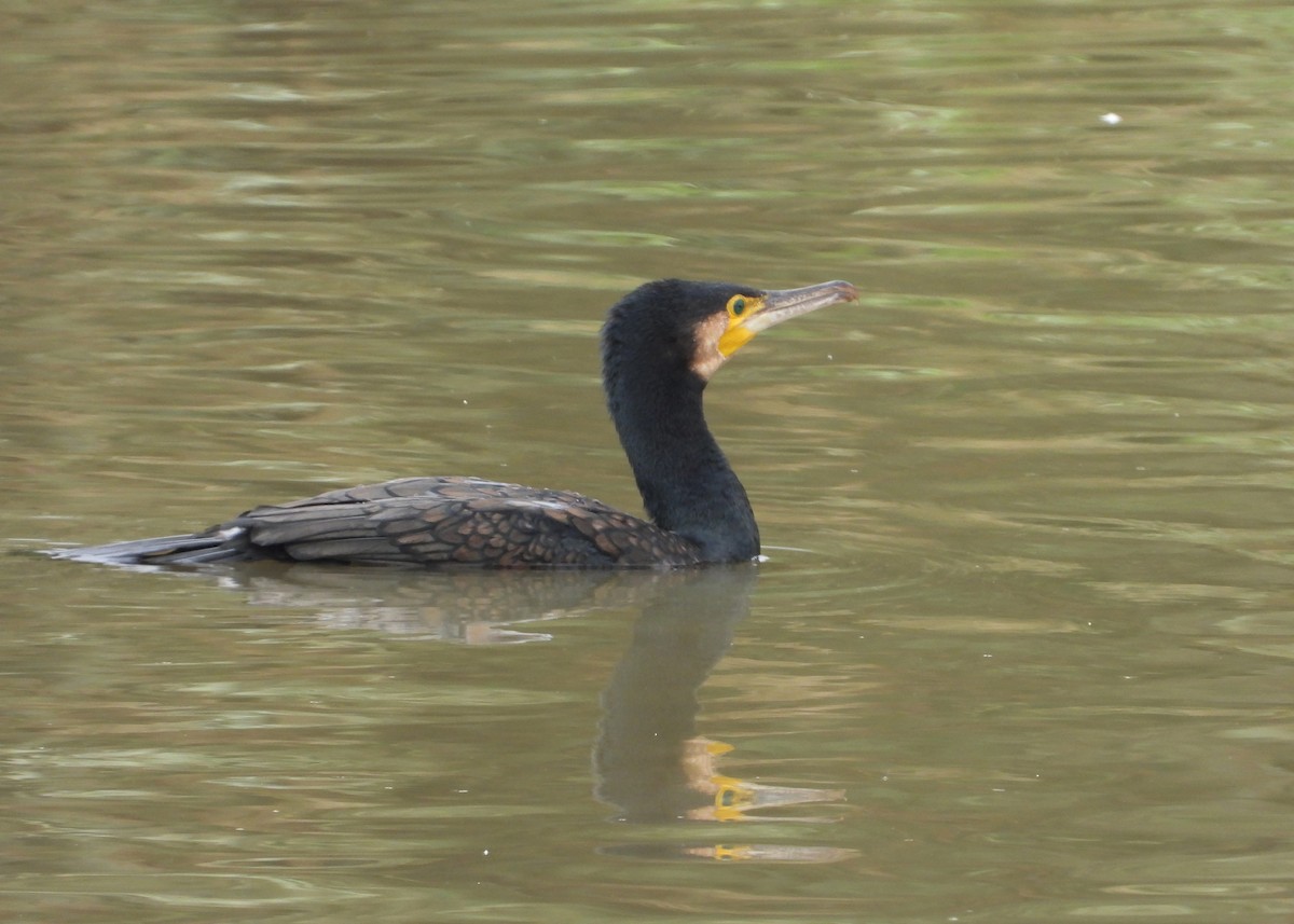 kormorán velký - ML645411840