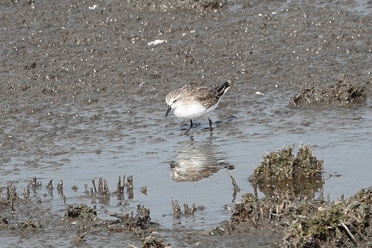 Semipalmated Sandpiper - ML645411841