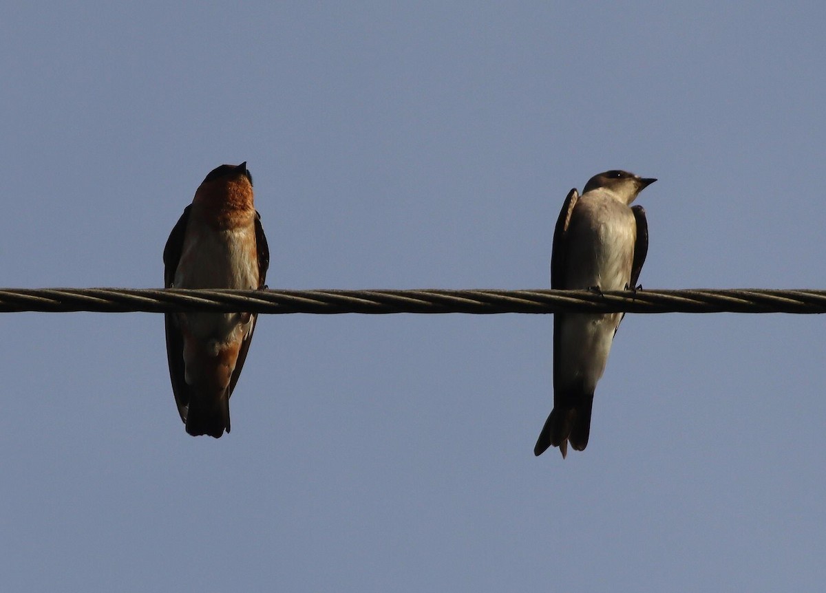 Cave Swallow (Yucatan) - ML645411842