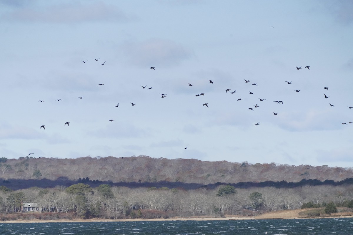 kachna tmavá - ML645411843