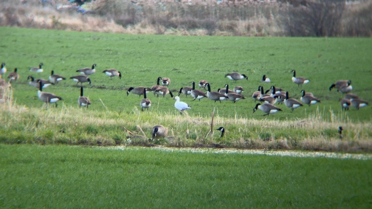 Snow Goose - ML645411846