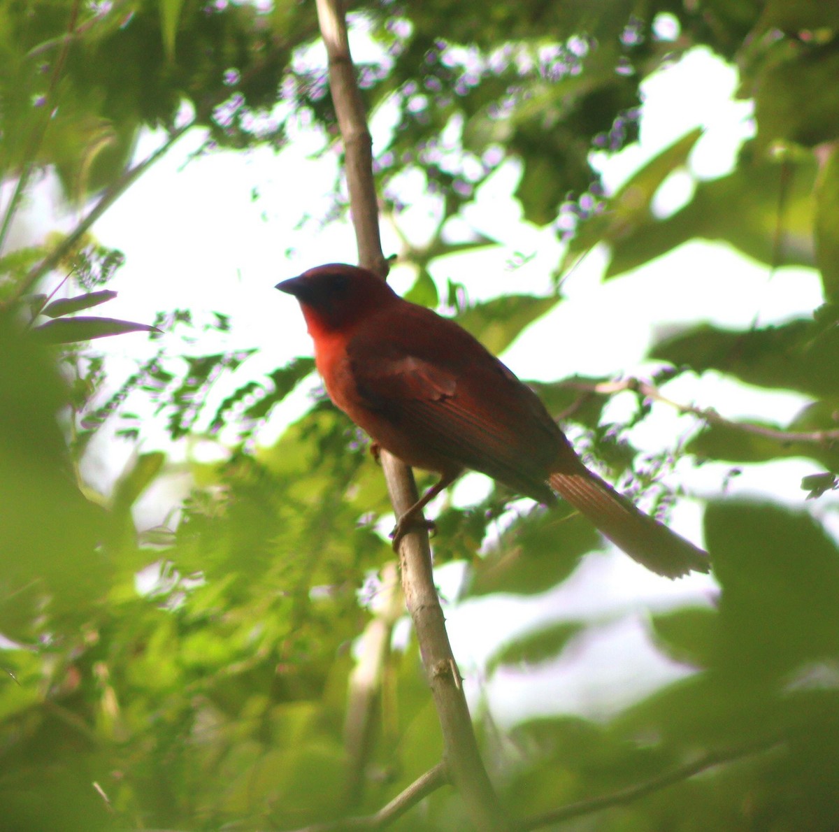 Red-throated Ant-Tanager (Salvin's) - ML645411850