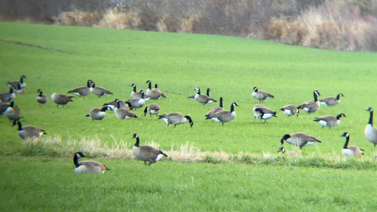 Canada Goose - ML645411851