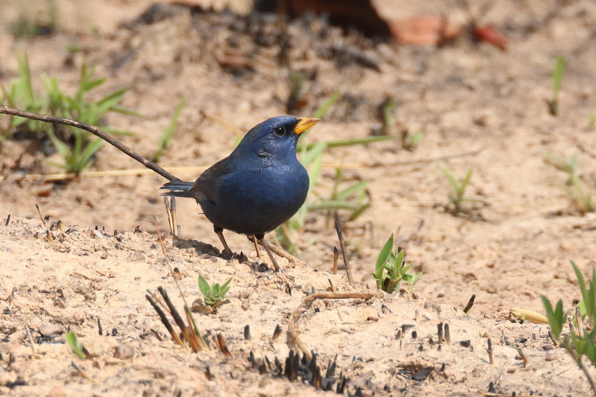Blue Finch - ML645411852