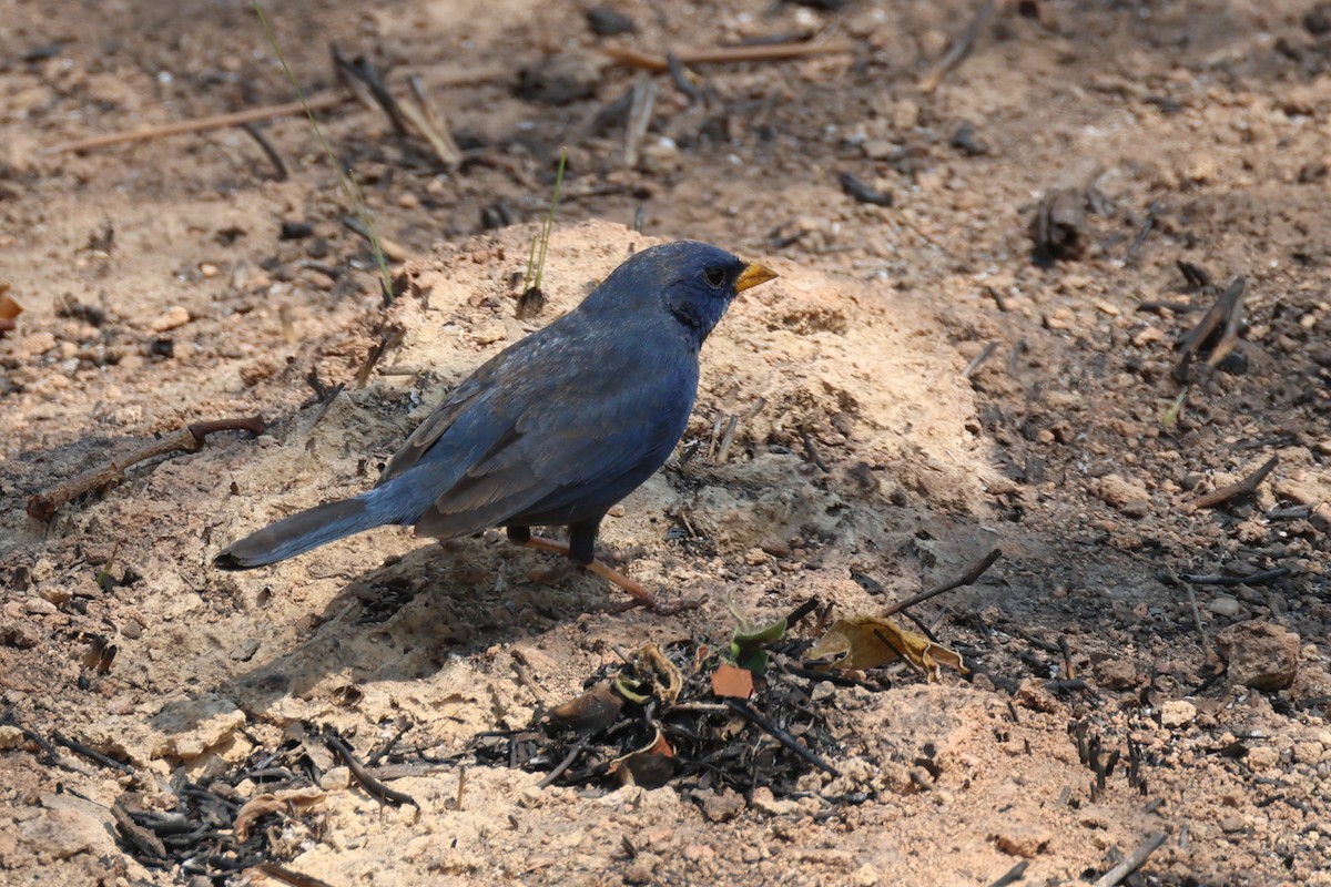 Blue Finch - ML645411854