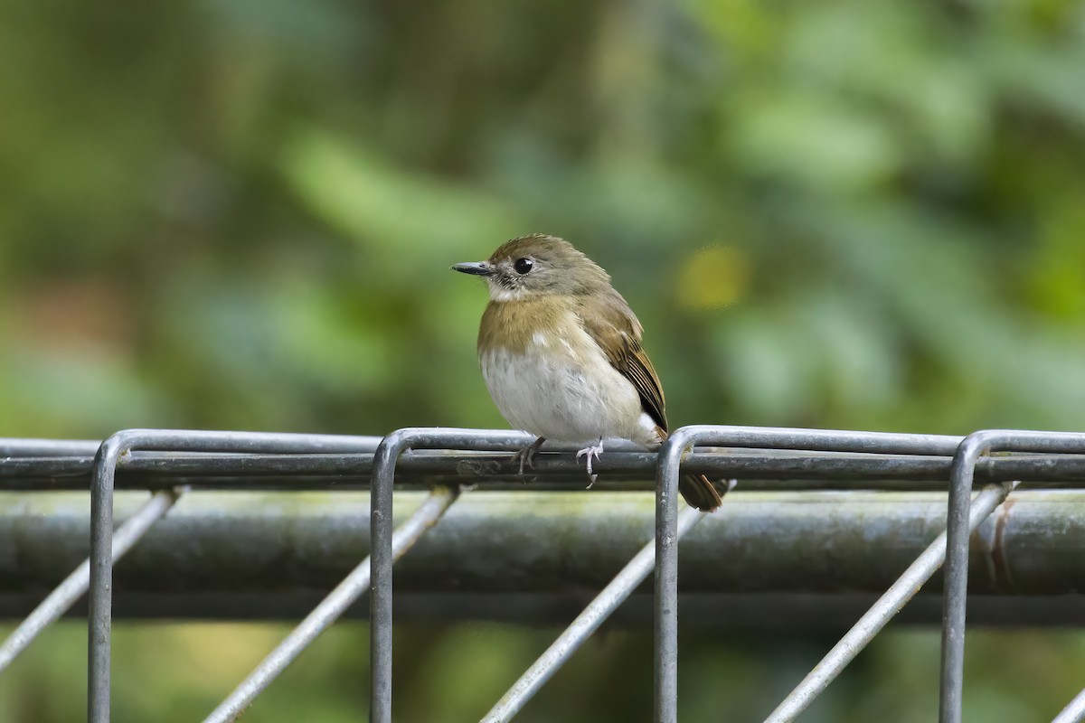 Papamoscas Dorsioliva - ML645411856