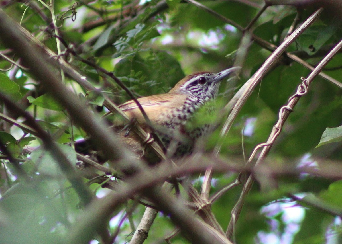 Fleckenbrust-Zaunkönig - ML645411858